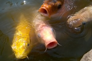 WP_20150806_15_24_45_Pro